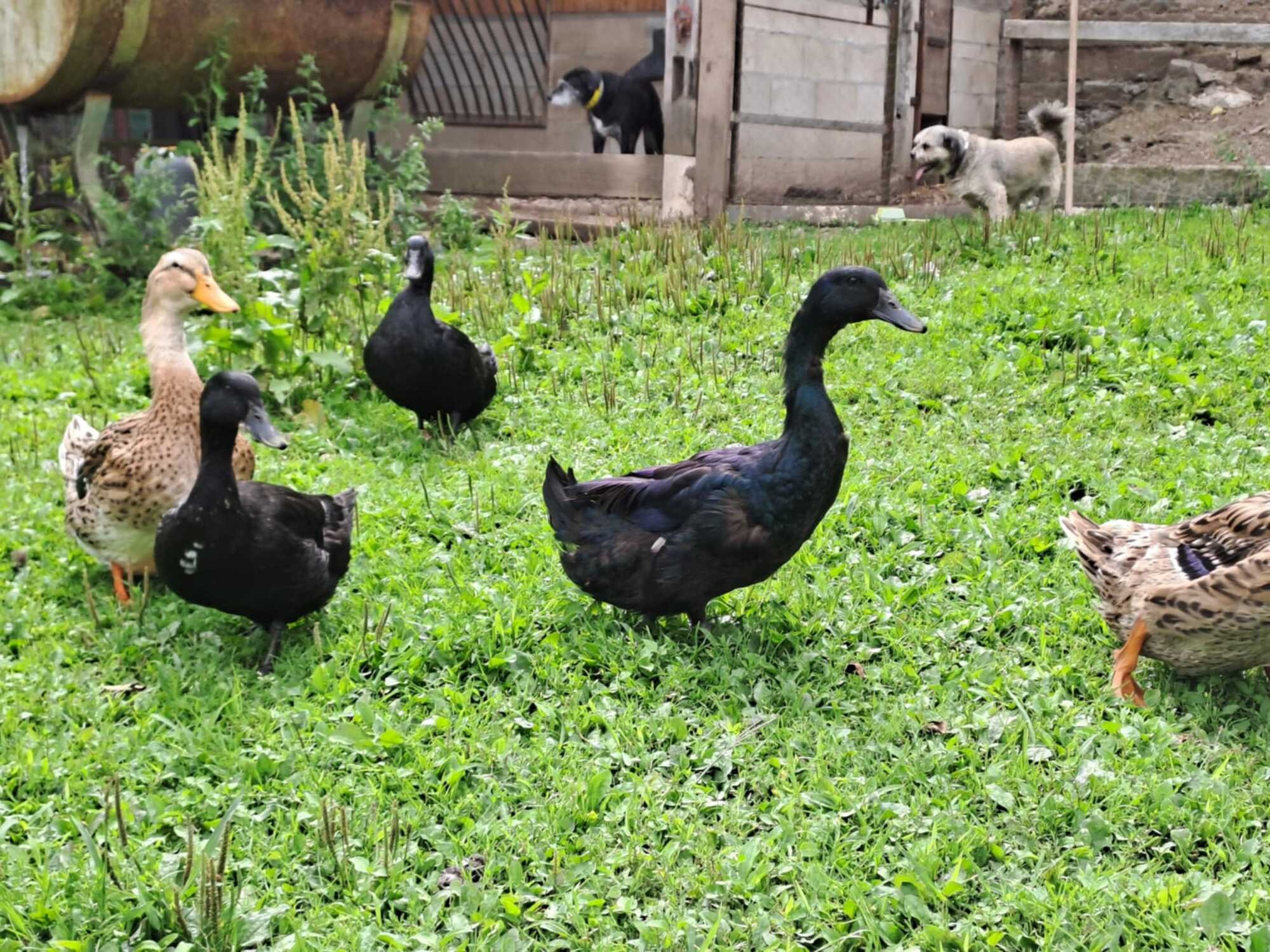 Canards à la ferme