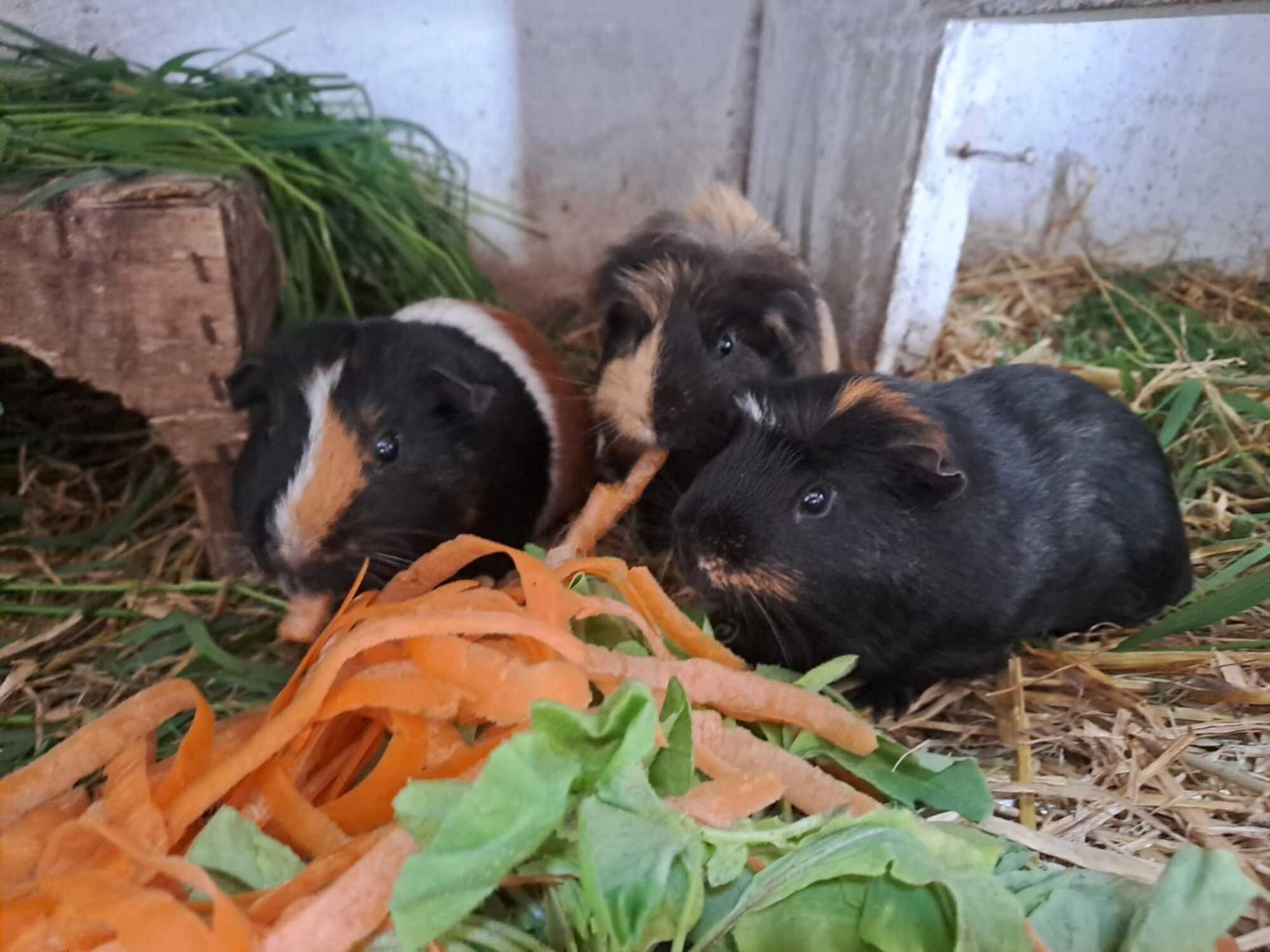 Lapin de la ferme
