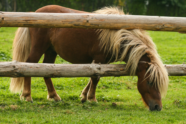 Poney à la ferme